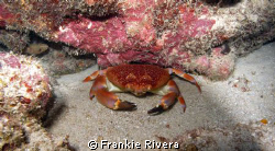 King Crab @ Falling Rock, Guanica PR by Frankie Rivera 